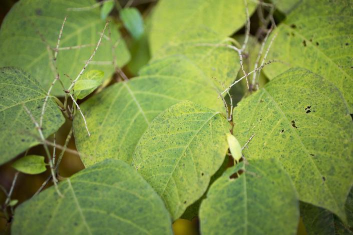 Japanes Knotweed can grow several metres tall. (Getty)