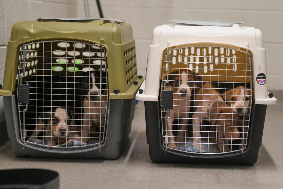 Two animal carriers containing five puppies are waiting to be checked in by the staff at the Humane Society of Vero Beach and Indian River County after their arrival from northwest Florida on Thursday, May 5, 2022, in Indian River County. Ten dogs and five puppies were checked to determine their health, as well as vaccination and medicated upon their arrival at their facility.