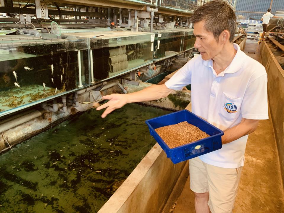 <span> Andy Yap, deputy managing director of Qian Hu Fish Farm, feeding fish with black soldier fly larvae. (Photo: Teng Yong Ping/Yahoo Lifestyle Singapore)</span>