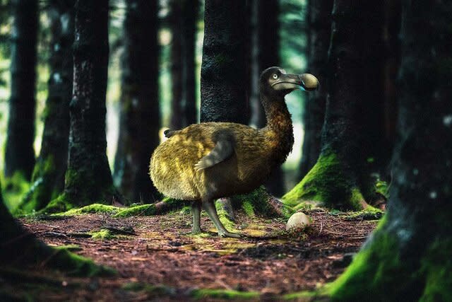 Dodo Forest Illustration