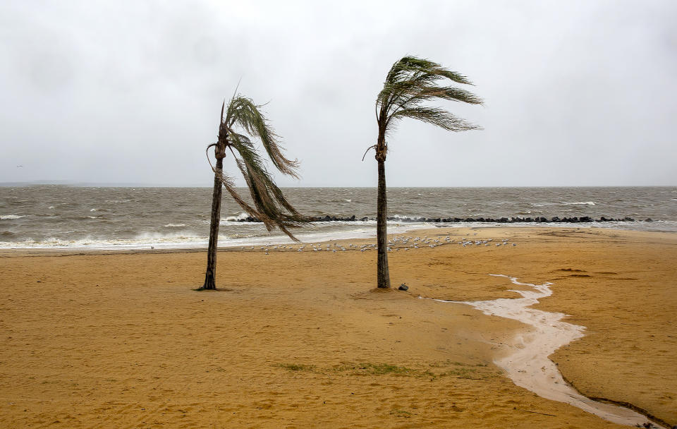 Palm trees faced intense winds on Colonial Beach in Virginia on Saturday.