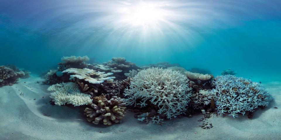 This May 2016 photo released by The Ocean Agency/XL Catlin Seaview Survey shows coral that has bleached white due to heat stress in the Maldives. Coral reefs, unique underwater ecosystems that sustain a quarter of the world's marine species and half a billion people, are dying on an unprecedented scale. Scientists are racing to prevent a complete wipeout within decades. (The Ocean Agency/XL Catlin Seaview Survey via AP)