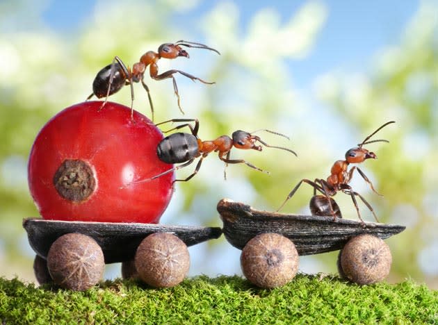 The fantasy world of ants: Photographs by Andrey Pavlov