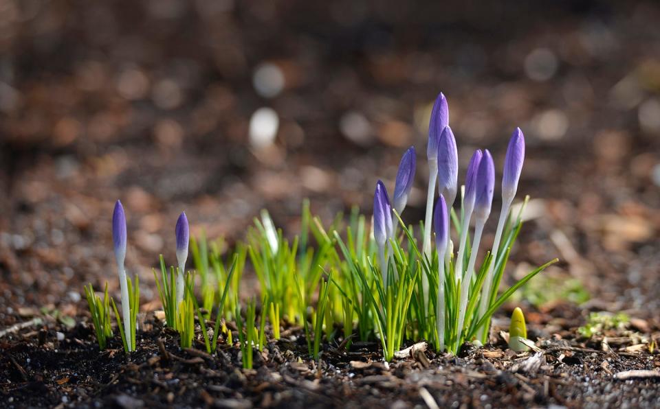 Crocus flowers will typically open in the day and close at night or on cloudy days when there is less sunlight.