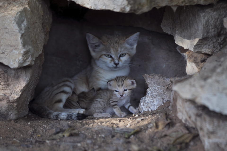 Rotem, a mother sand cat, with her kittens at a zoo near Tel Aviv in 2015. (Photo: Baz Ratner / Reuters)