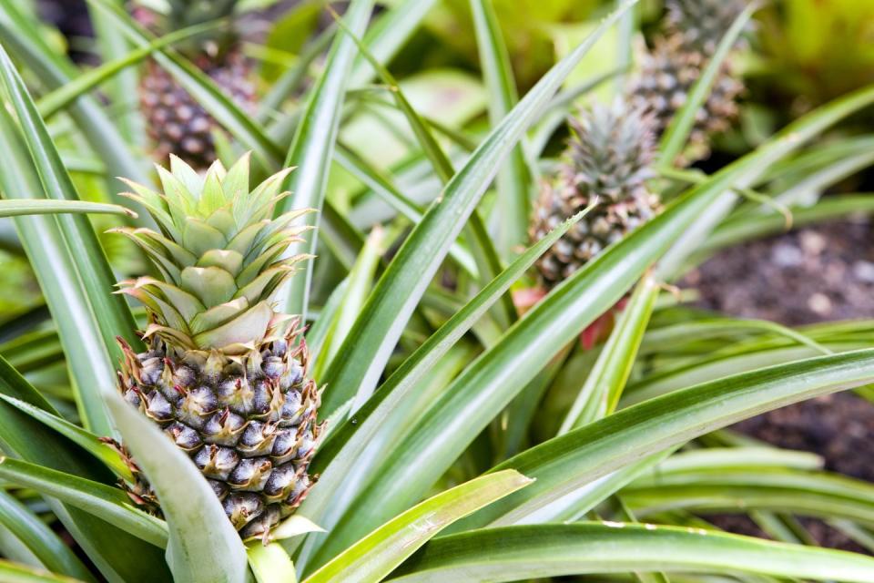 3) Pineapple plants