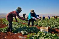 <p>Syrian refugee women, who fled with their family from the city of Raqqa, Syria, pick cucumbers in a field, in the eastern city of Baalbek, Lebanon, Tuesday, June 20, 2017. The U.N. children’s agency says the European Union has donated 90 million euros ($100.3 million) that will help provide critical services and support to Syrian refugees in Lebanon, Jordan and Turkey. UNICEF said in a statement Tuesday that the donation on World Refugee Day will help it along with host countries to provide hundreds of thousands of children and young people with access to education, vocational training and psychological support. (Photo: Bilal Hussein/AP) </p>