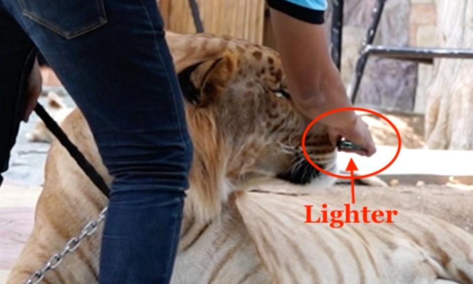 A tiger has a lighter flame forced under its nostrils to make it lift its head so a tourist can pose for a selfie with it (Lady Freethinker)