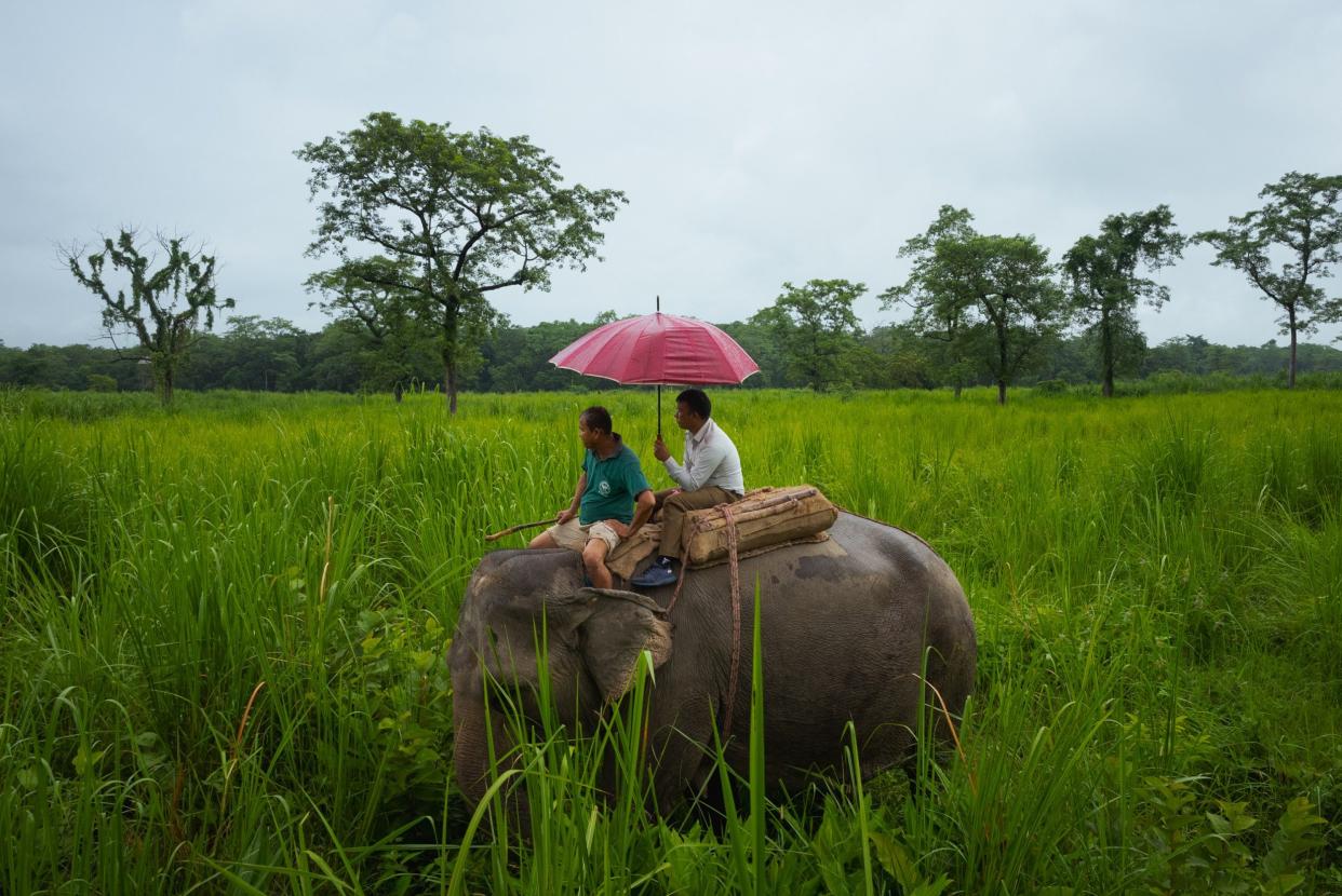 A park ranger and a mahoot ride an elephant in the rain through the tall grass fields in Chitwan National Park