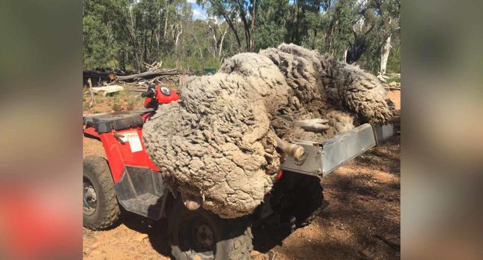 Mr Bowden said it took all their strength to put the sheep onto the quad. Source: One Day Closer to Rain (Drought)/ Facebook
