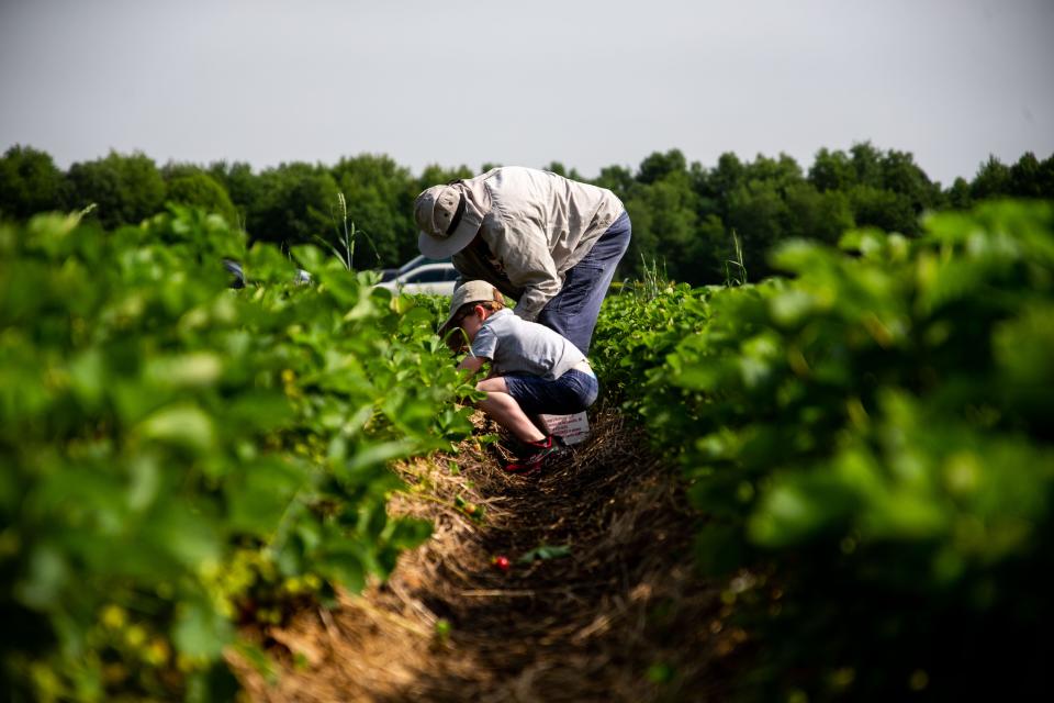 Customers pick their own strawberries at Redberry Farm on Tuesday, June 14.