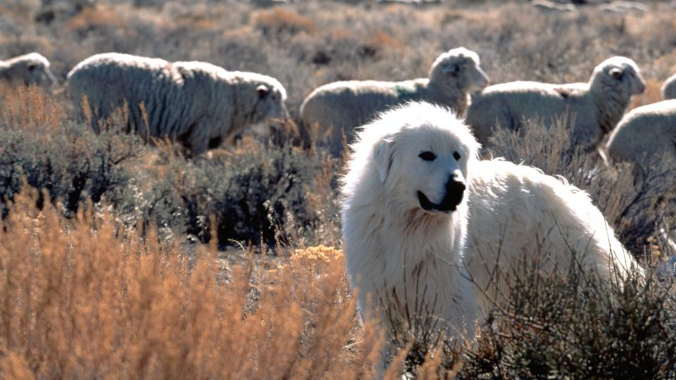  A Great Pyrenees dog guards sheep on winter range land in the Great Salt Lake Desert. Utah. 