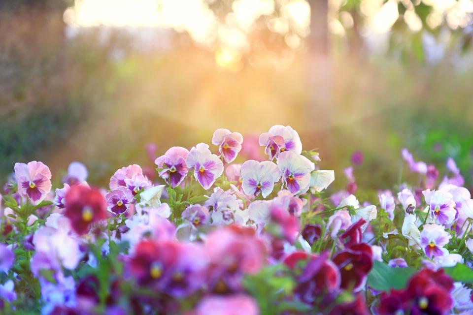 pansies in field