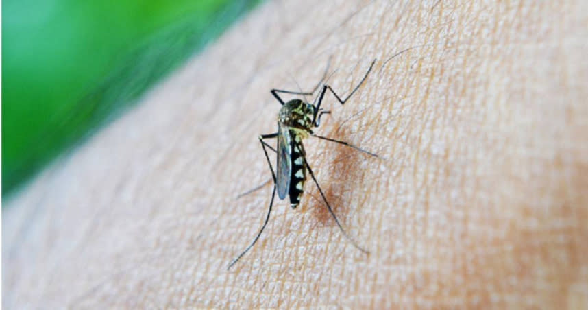 醫師提供避免蚊子在耳邊嗡嗡叫的5種方法。（示意圖／PIXABAY）