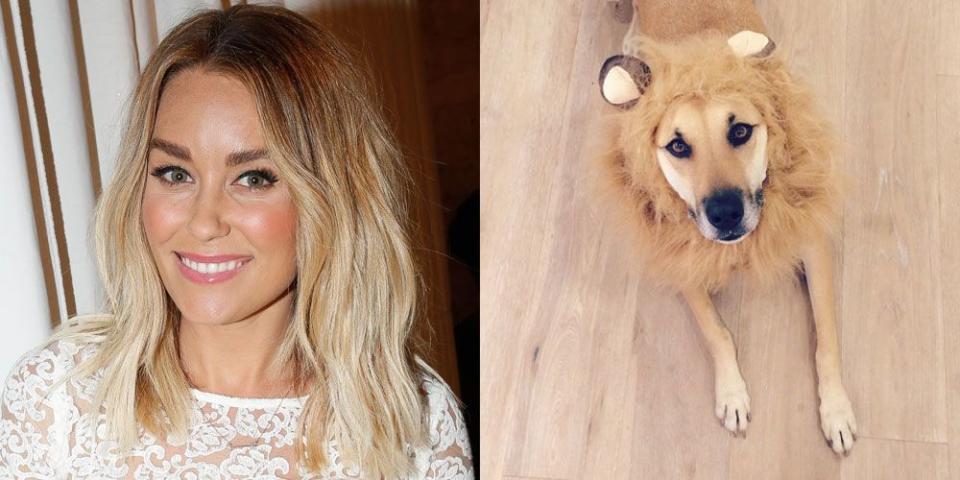 Lauren Conrad's Dog, Chloe