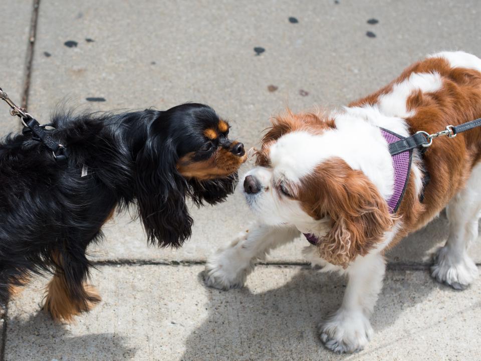 two dogs meeting they dont like each other maybe