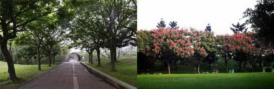 這裡植物種類多，有白色的流蘇花，台灣欒樹，大片楓樹林，在秋天來時還能看到一片楓紅，美麗加倍。