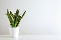 <p>This brilliant bathroom plant — also known as the Mother-In-Law's Tongue — thrives in high humidity. The long, vertical leaves are known to help filter toxins out of the air, and thanks to the steam from long, hot showers, it won't need watering as much. </p><p>'If you're working with a small bathroom a snake plant is a great choice as the leaves grow up, rather than out so it won't take up too much floor space. Be sure to dust the leaves on a regular basis so they can still soak up the light and moisture that your bathroom brings,' explain the team at Victorian Plumbing.</p><p><a class="link " href="https://www.thompson-morgan.com/p/sansevieria-trifasciata-var-laurentii-house-plant/TKA2937TM" rel="nofollow noopener" target="_blank" data-ylk="slk:BUY NOW VIA THOMPSON & MORGAN;elm:context_link;itc:0;sec:content-canvas">BUY NOW VIA THOMPSON & MORGAN</a></p>