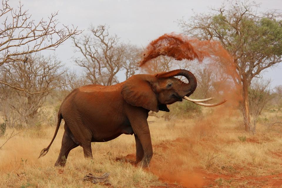 El café más caro del mundo se obtiene de heces de elefante