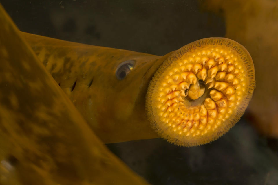 A fish with a disc-shaped mouth with sharp teeth