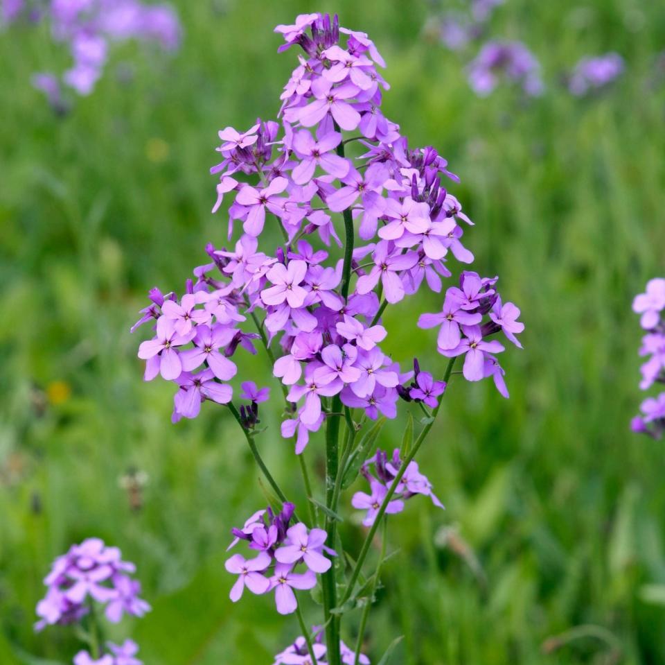 Hesperis matronalis - Gap Photos