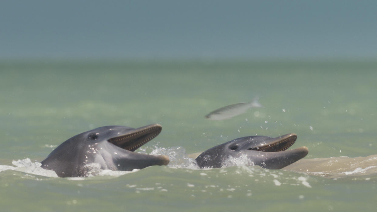 Mammals showed that bottlenose dolphins have fascinating ways of catching fish in shallow waters. (BBC)