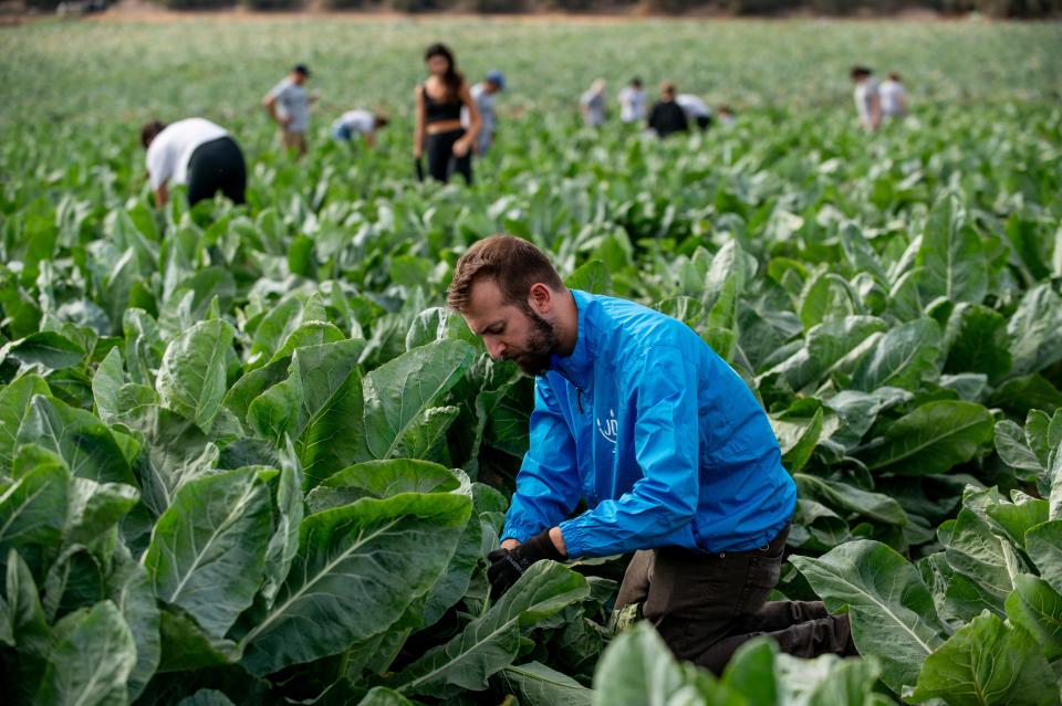 An American volunteer works at a cauliflower farm in Hatzav, in central Israel.