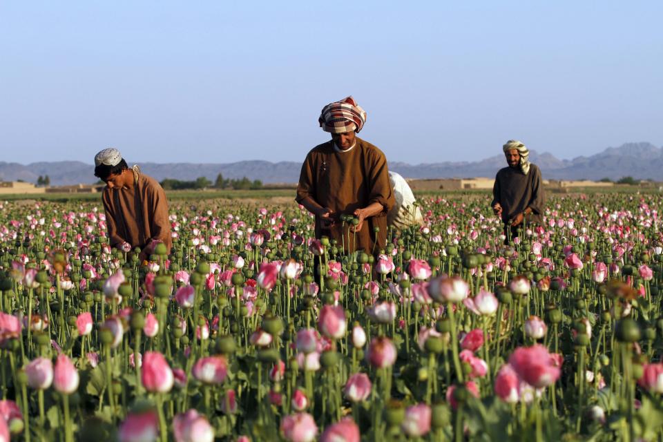 FILE - In this April 11, 2016 file photo, farmers harvest raw opium at a poppy field in the Zhari district of Kandahar province, Afghanistan. President Joe Biden's decision to end America's longest war has prompted a reckoning over the colossal cost of the two-decade-long conflict in Afghanistan. Despite the costly counternarcotics campaign, opium exports reached record heights. (AP Photos/Allauddin Khan, File)