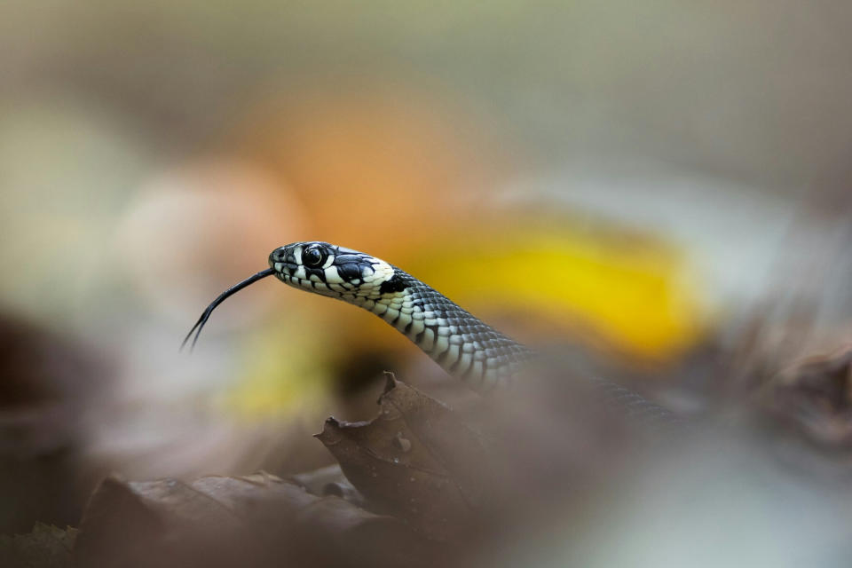 'The grass snake sneaking through autumn leaves': A grass snake at Bialowieski National Park, Poland