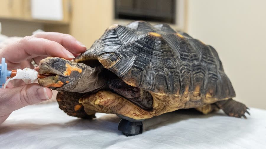 Cookie the Tortoise is back on the move after getting a prosthetic wheel (DoveLewis)