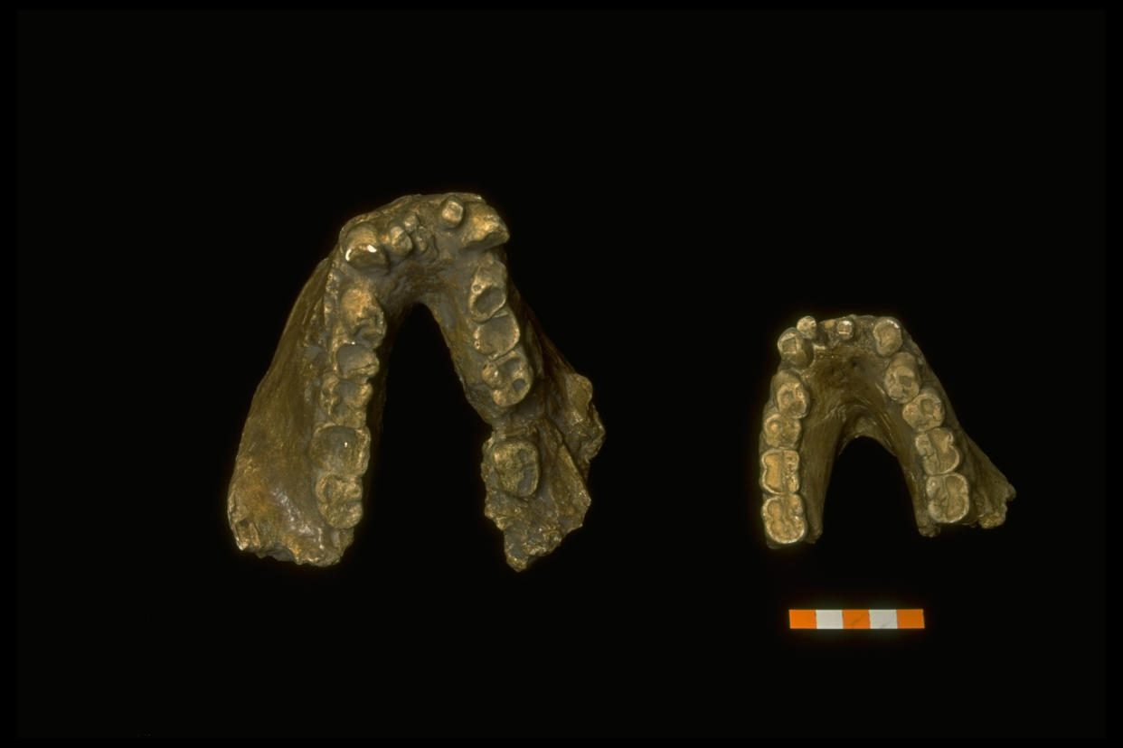 Fossilized Gigantopithecus jawbones found in Guangxi Liu Chen Zhu Yuan cave in 1955, believed to be fr. Wild Man, mythic man/ape reported sighted over yrs.  (Photo by Forrest Anderson/The LIFE Images Collection via Getty Images/Getty Images)