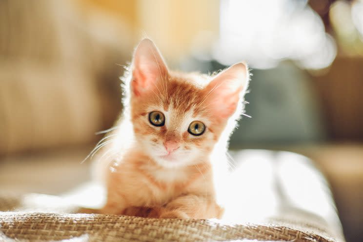 Stare at this cute kitten, save your relationship. It's a win-win. 