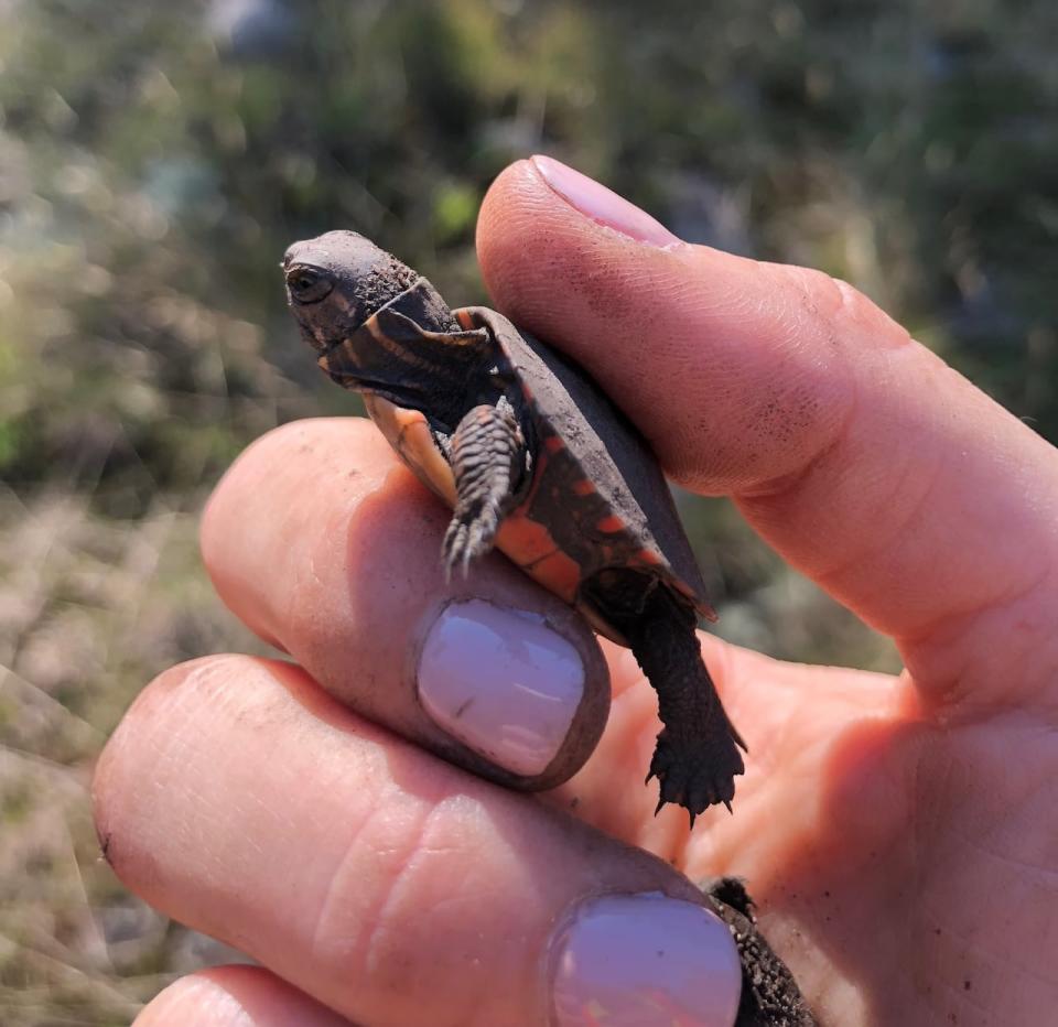 The research will help babies like this painted turtle have a better chance at survival in the midst of habitat loss.