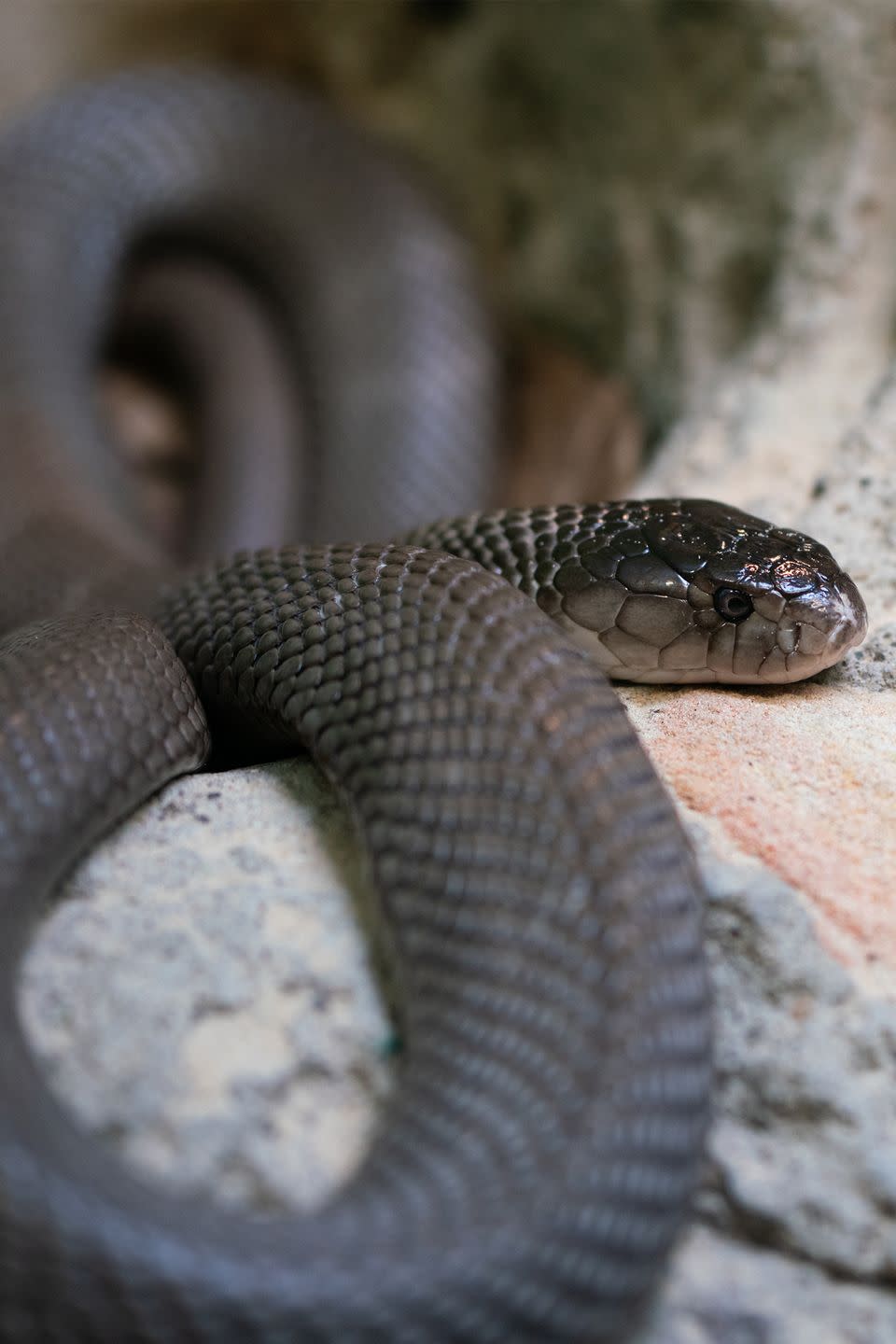 27) Inland taipan snakes have the most potent venom