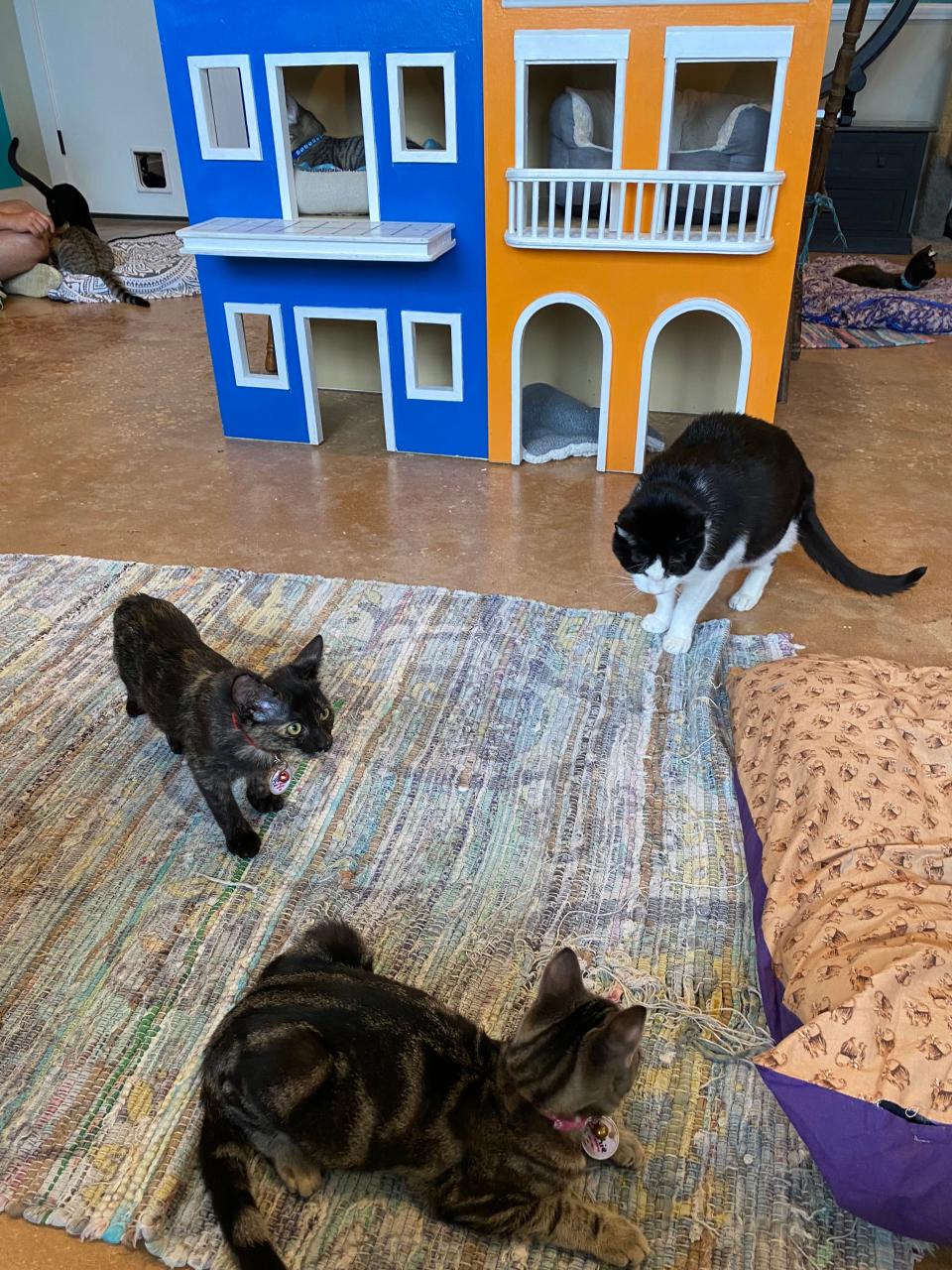 Three cats play at The Witty Whisker Cat Cafe in St. Augustine.