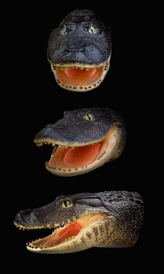 A model of the newly discovered species <i>Gnatusuchus pebasensis</i>, a crocodile relative that lived about 13 million years ago.