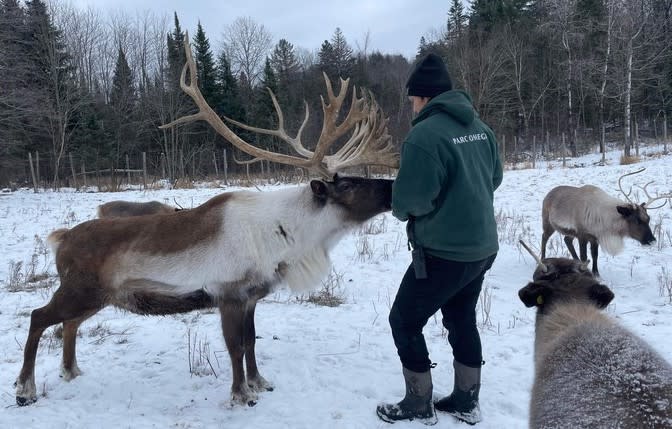 soigneur caribou