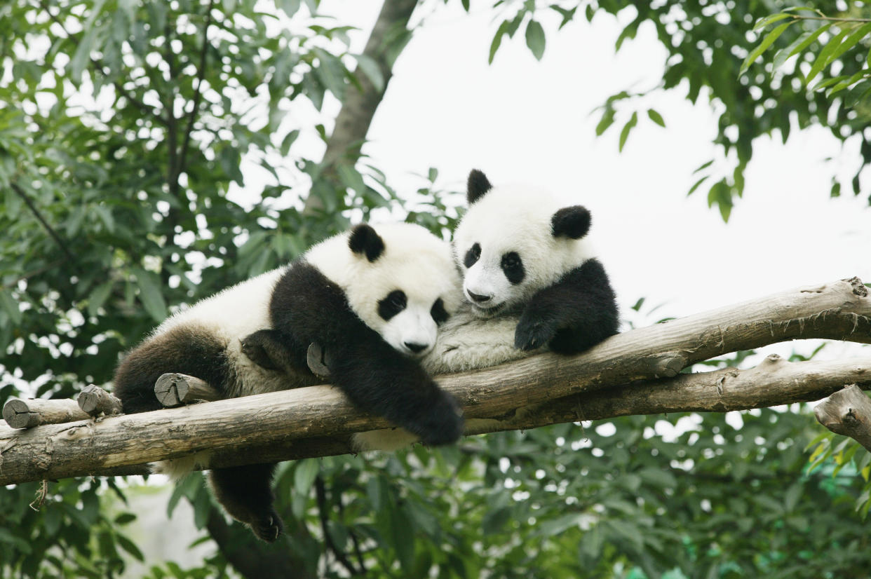 Pandas auf einem Baum