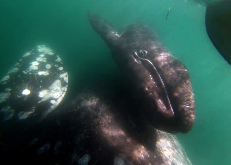 LAGUNA SAN IGNACIO, BAJA CALIFORNIA - FEB. 21, 2021: A gray whale calf and its mother (cow) swim close to a boat in San Ignacio Lagoon, Baja California on Feb. 21, 2021. Laguna San Ignacio is part of El Vizcaino Biosphere Reserve, Latin America's largest wildlife sanctuary established in 1988. Gray whales swim from Alaska to Baja California where they mate and give birth. The number of births has gone down dramatically. Since January 1, 2019, elevated gray whale strandings have occurred along the west coast of North America from Mexico through Alaska. This event has been declared an Unusual Mortality Event (UME). A new estimate shows that the gray whale population that migrates along the West Coast of North America has declined in number about 24 percent since 2016. Laguna San Ignacio is part of El Vizcaino Biosphere Reserve, Latin America's largest wildlife sanctuary established in 1988. (Carolyn Cole/Los Angeles Times)