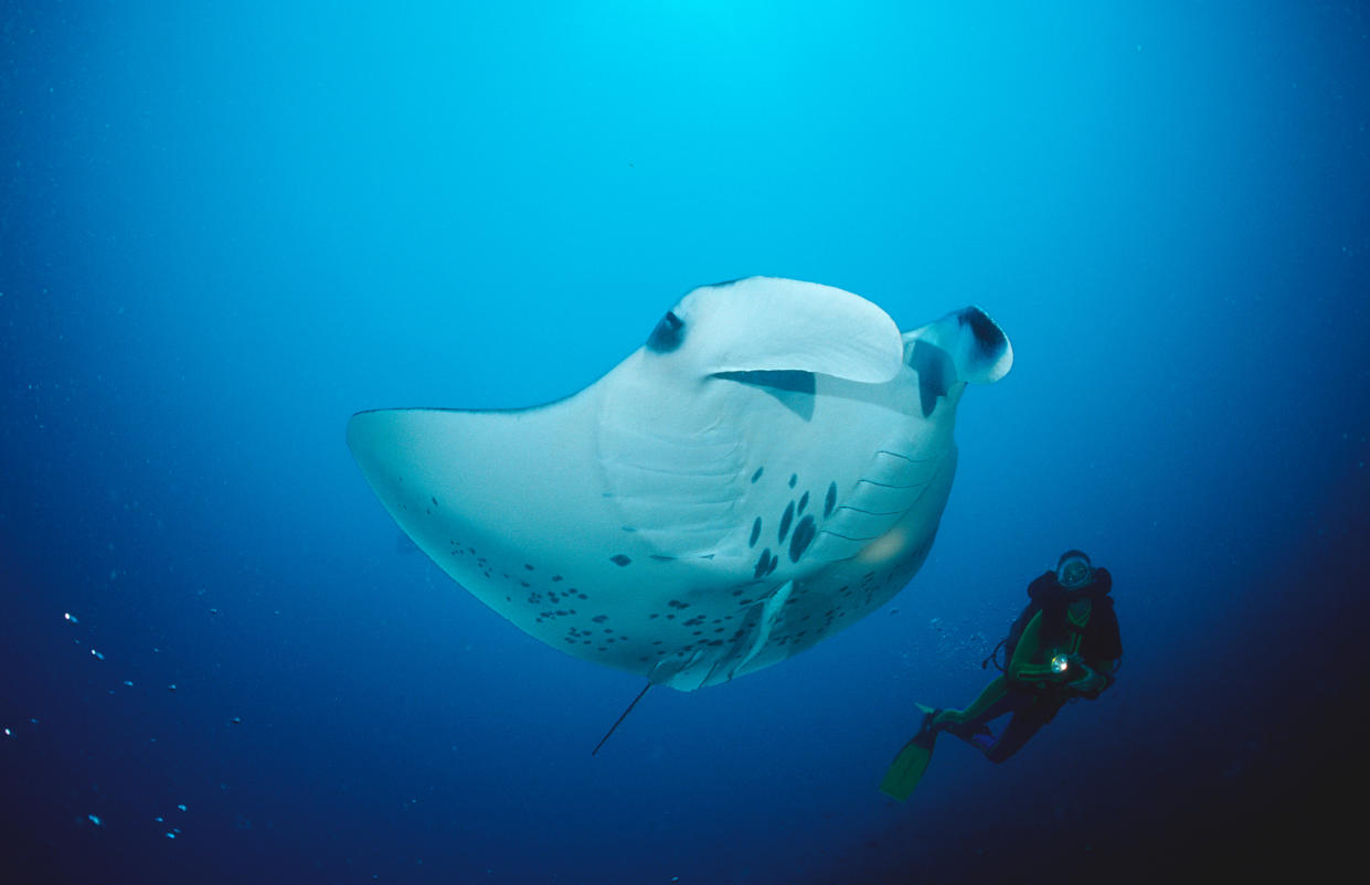 The manta ray finally failed in its quest elude Andrew Purvis - This content is subject to copyright.