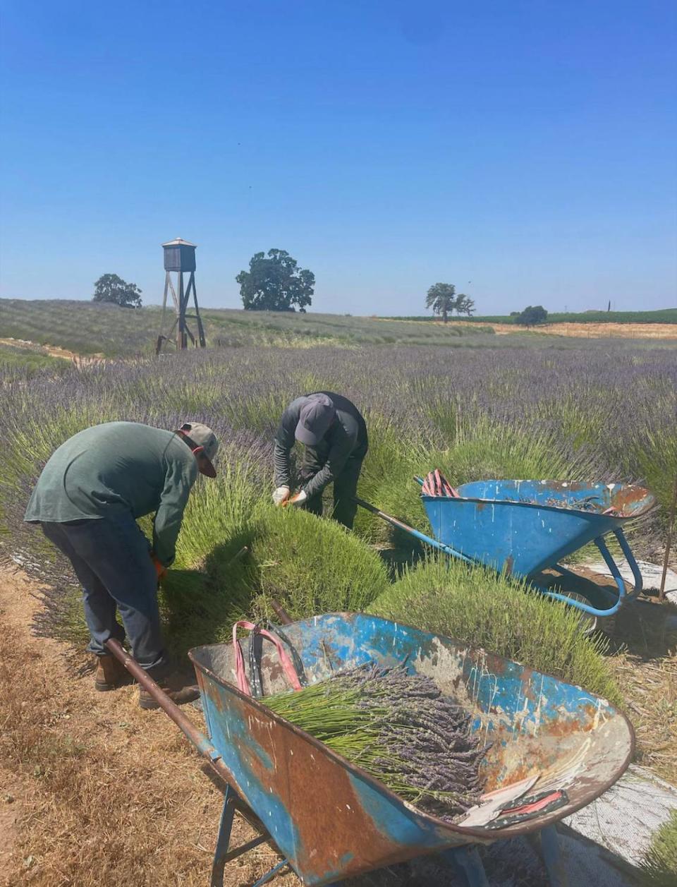 Gabriel Sanchez and Victor Alvarez cut lavender to later be separated into bunches.