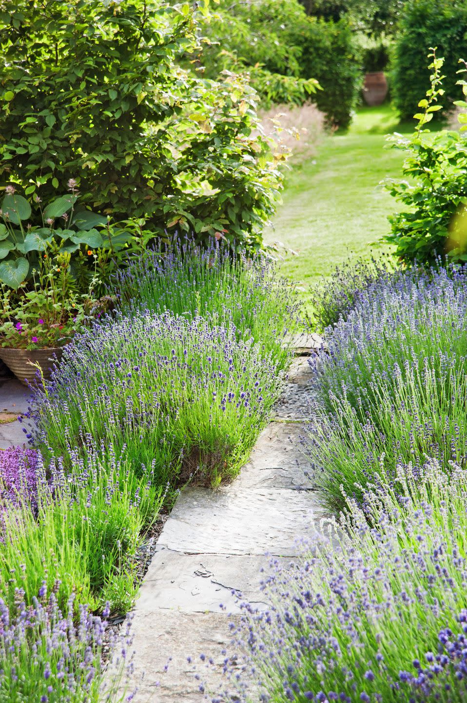 Perennials: Lavender