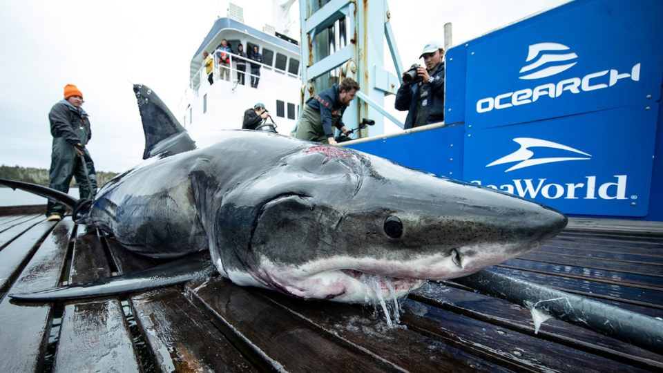 Vimy the shark with his head wound (OCEARCH/Robert Snow)