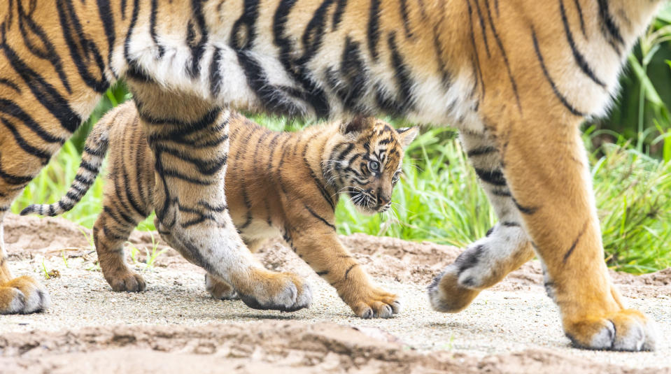 The cubs are currently the main attraction at Taronga Zoo