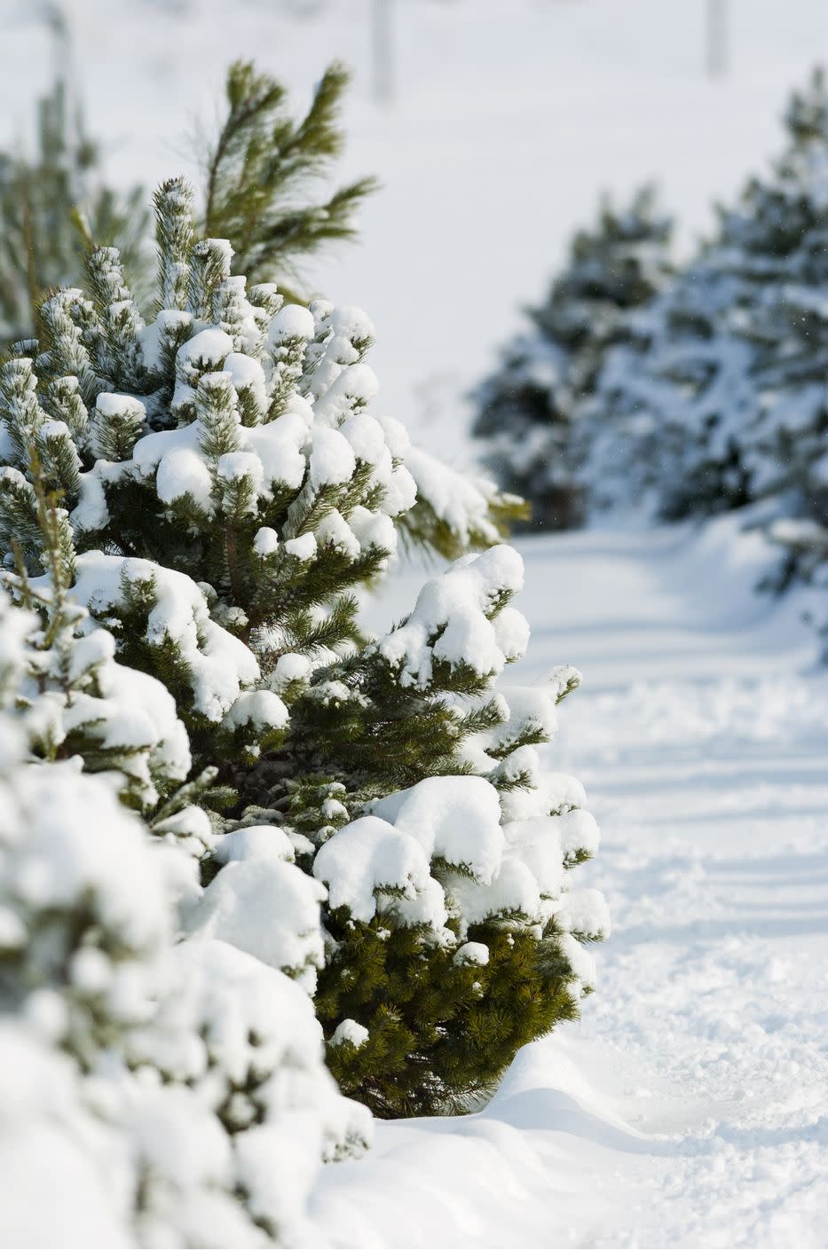 North Carolina: Cartner Christmas Tree Farm