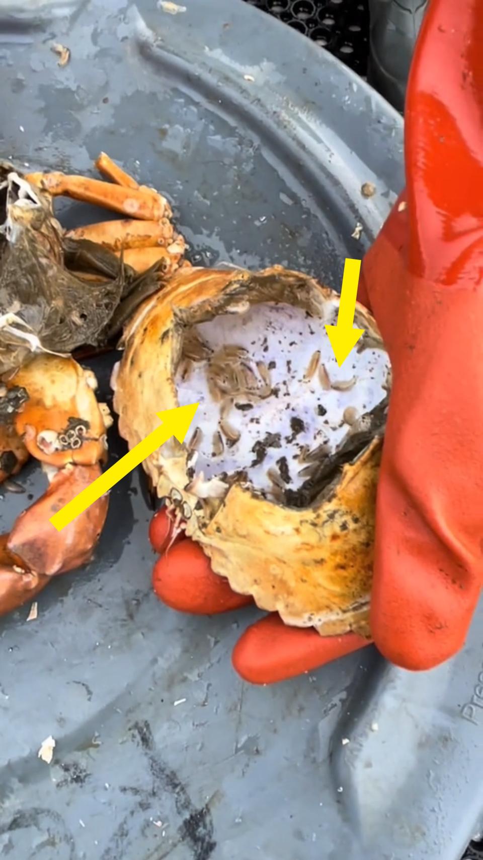 Person in gloves holding a cracked open crab over a bin