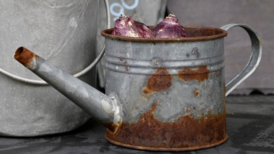 Onion in a watering as one of the surprising uses for onions