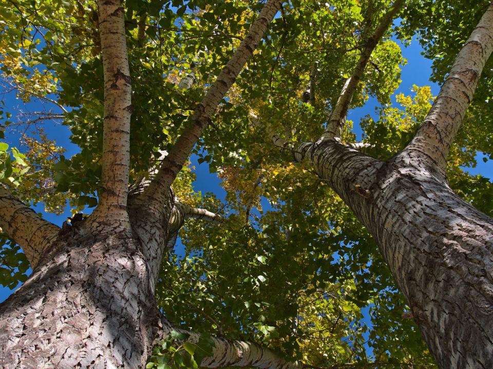 View of quaking aspen treetops from the ground