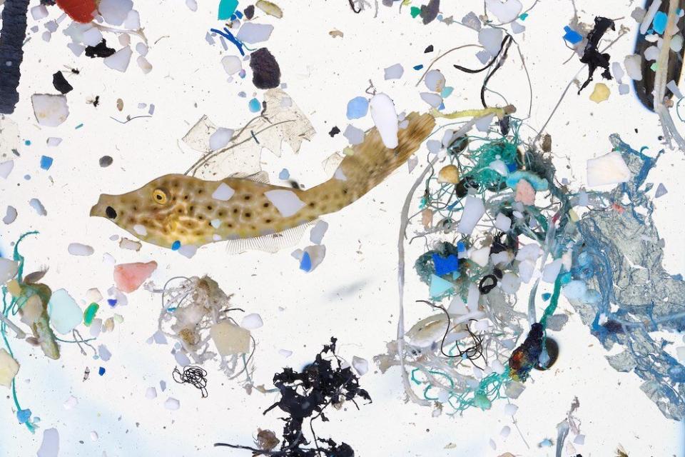 A scribbled filefish, about 50 days old and 2 inches long, surrounded by plastics in a sample taken in a surface slick in the coastal waters of Hawaii Island. (Photo: David Liittschwager)