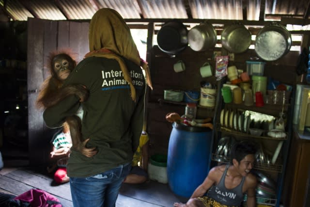 Baby orangutan rescued after six months chained by the neck